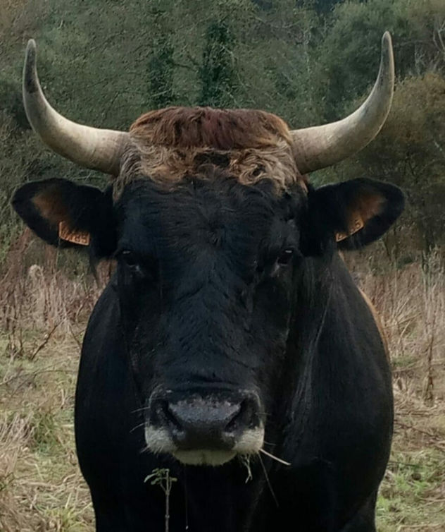 EL TORO