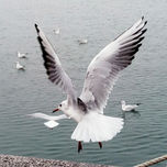 FOTOGRAFIA thumbnail 1