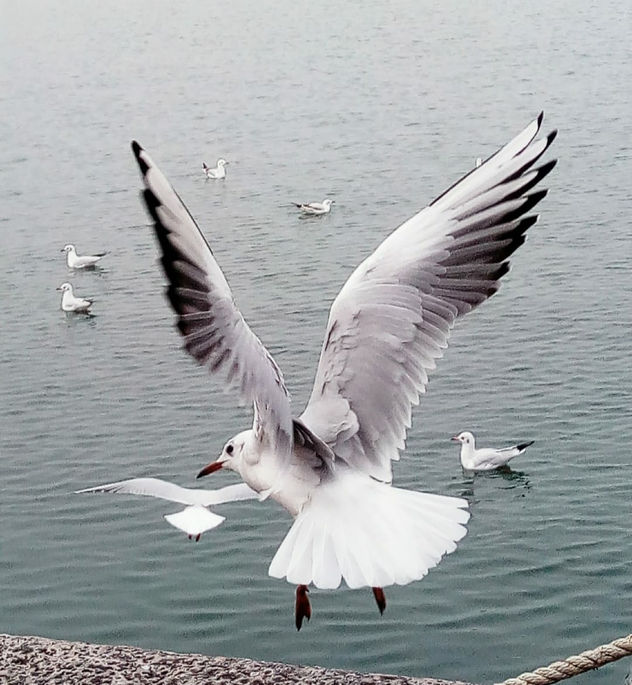 GAVIOTA VOLANDO COSTA DA MORTE