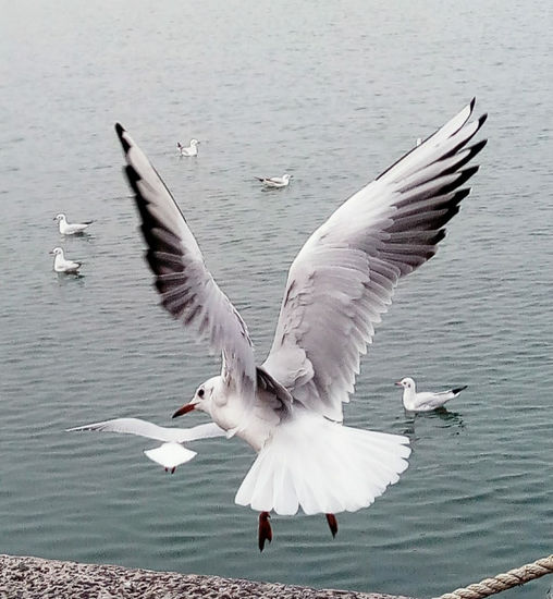 GAVIOTA VOLANDO COSTA DA MORTE Nature Color (Digital)