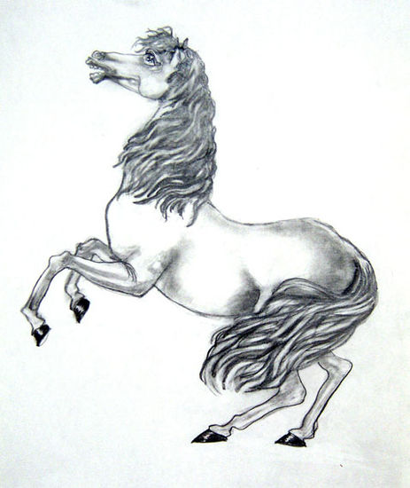 CABALLO Carboncillo