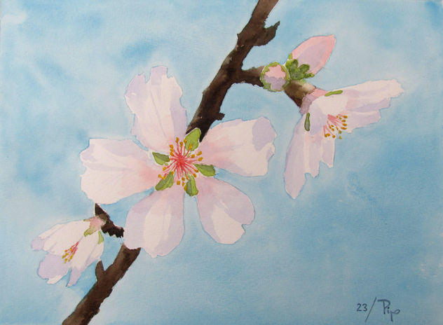 flores de almendro 10