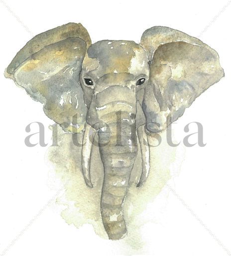 Elefante