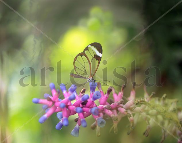 Mariposa Cristal Naturaleza Color (Digital)