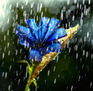FLOR AZUL EN LA LLUVIA