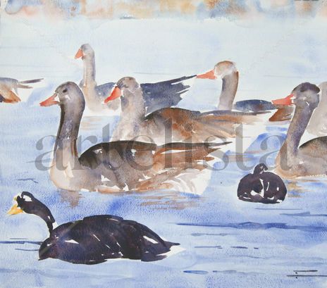 Patos