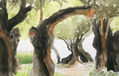 Olivos