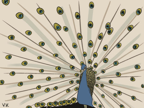 Pavo real