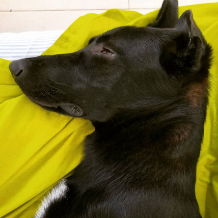 Oreo