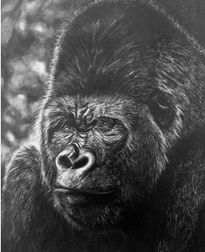 Gorilla