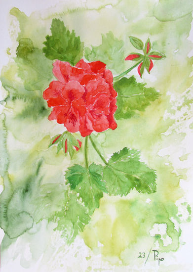 geranios rojos 2 Acuarela Papel Floral