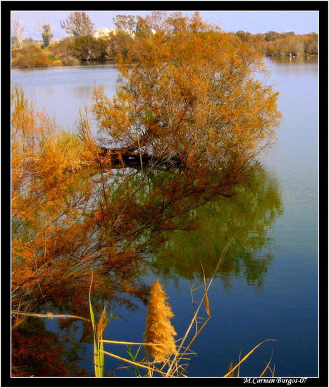 Árbol de la Buena Muerte Nature Color (Digital)