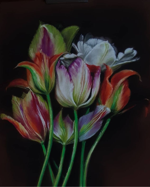 tulipan
