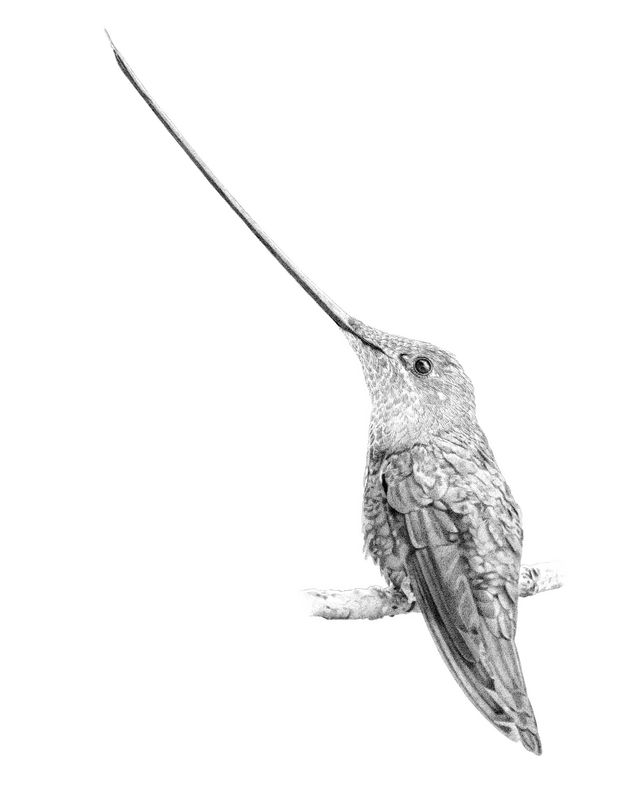 Colibrí pico espada (ensifera ensifera)