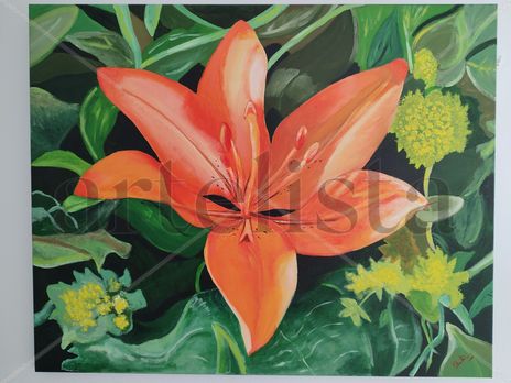 Hemerocallis
