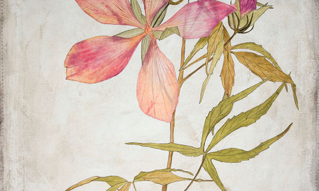 Flowers & Herbarium