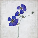 Flowers & Herbarium thumbnail 1