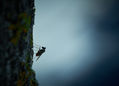 Long legged fly - Mosca de patas largas