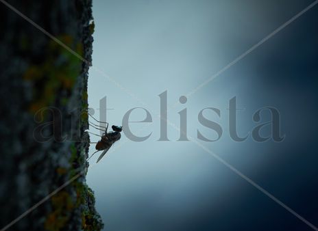Long legged fly -...