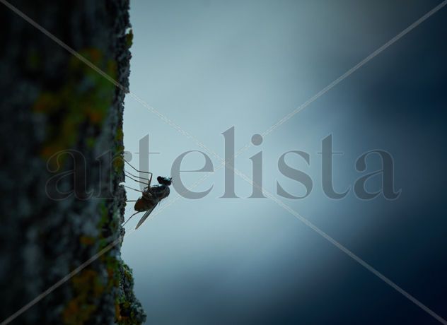 Long legged fly - Mosca de patas largas