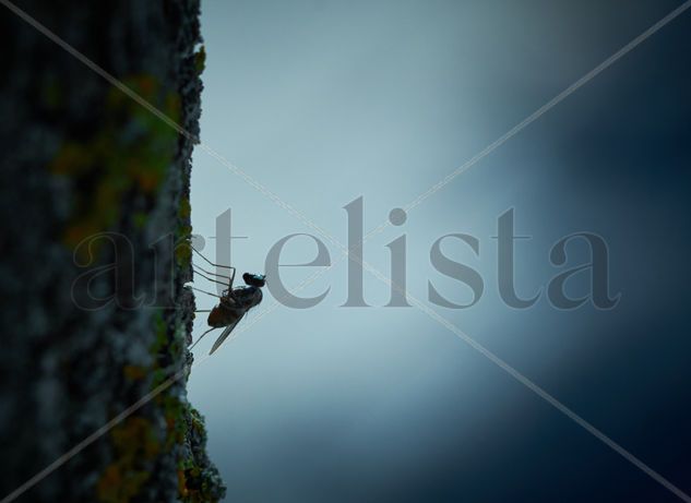 Long legged fly - Mosca de patas largas Naturaleza Color (Digital)