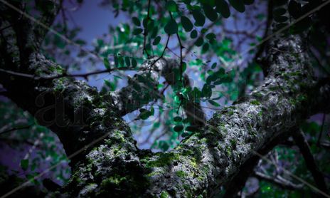 Arboles al cielo