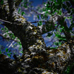 Arboles al cielo thumbnail 1