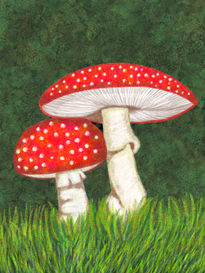 Amanita muscaria,...