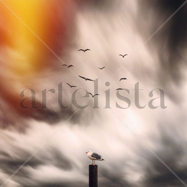 Gaviota