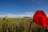 Campos de Castilla