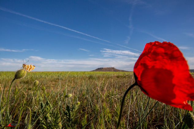 Campos de Castilla Nature Color (Digital)