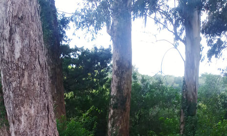 Bosques