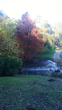 Bosque en otoño