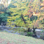 Bosques thumbnail 2