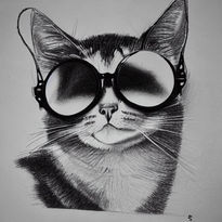 Gato cool