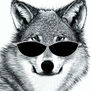 lobo animal cool