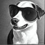 perro animal cool