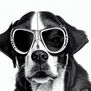 perro animal cool