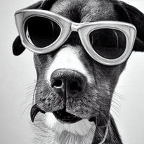 Perro animal cool