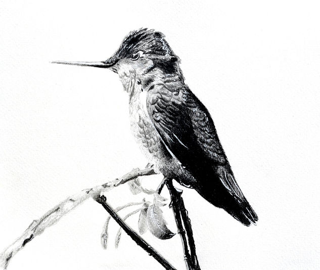 Colibrí grafitos Graphite