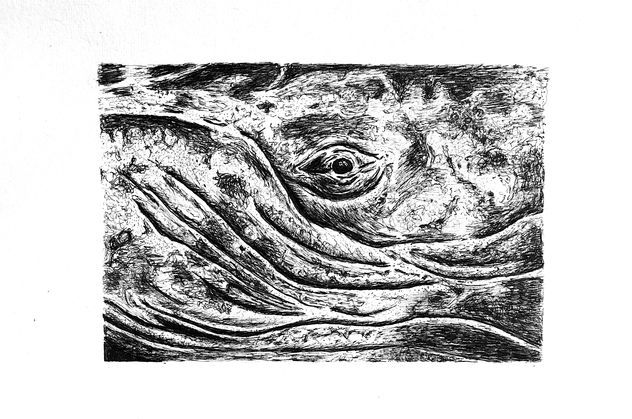 Ballena jorobada detalle