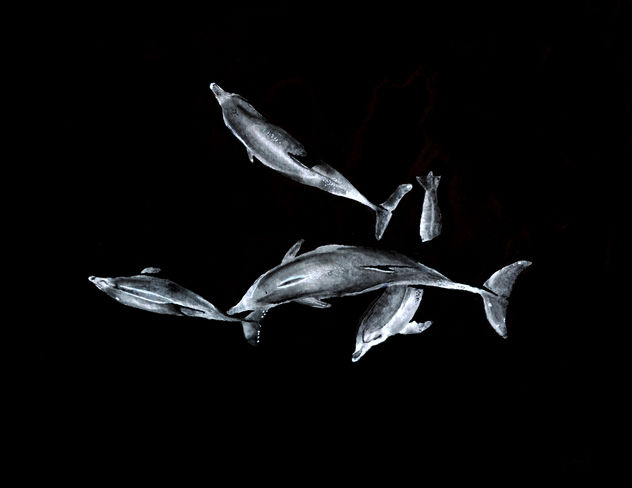 Delfines en profundidad