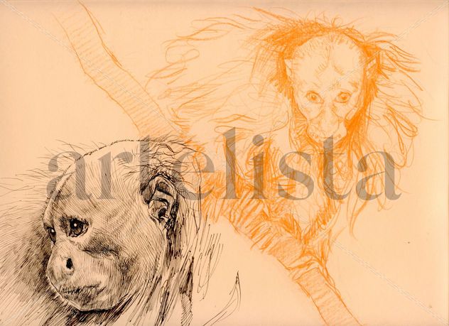 Cacajao Calvus (boceto) / Cacajao Calvus (Sketch)