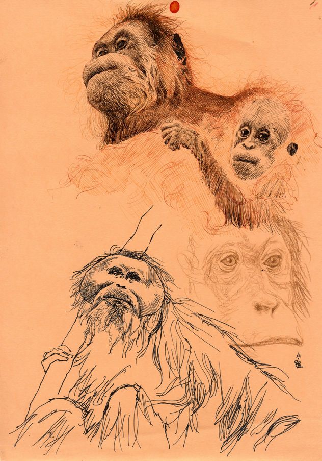 Pongo Tapanuliensis (boceto) / Pongo Tapanuliensis (Sketch)