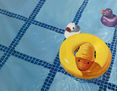 PATOS EN LA PISCINA