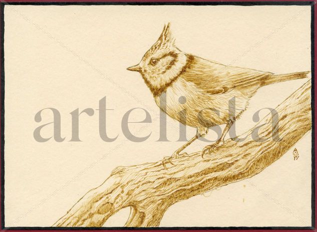 Lophophanes cristatus Tinta