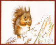 Ardilla invernal / Winter Squirrel