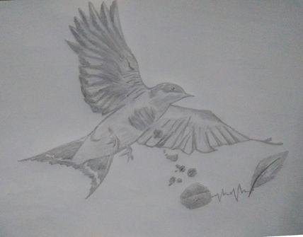 Rosmery