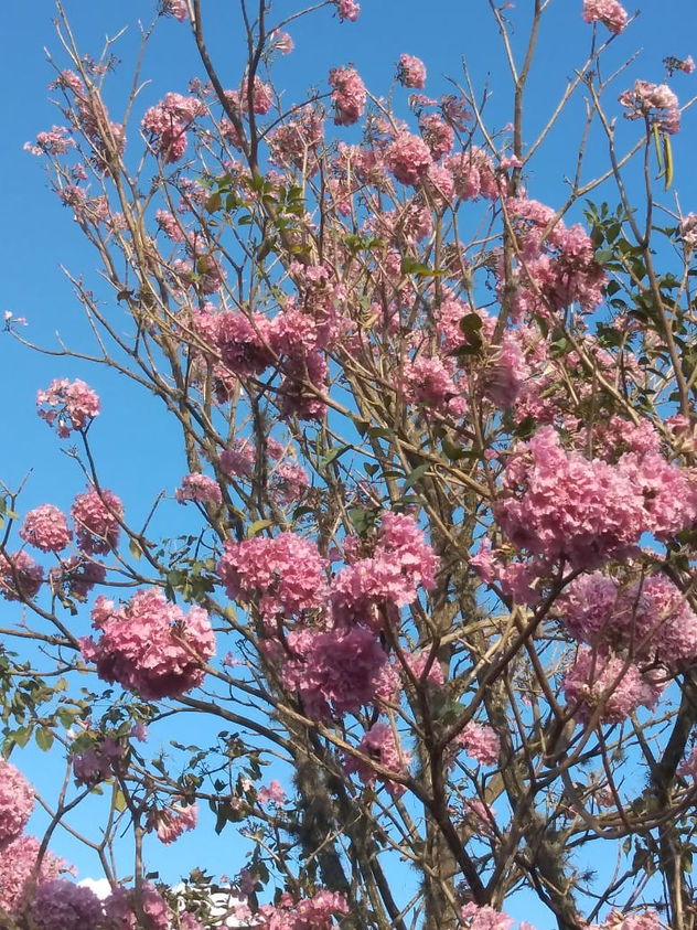 flores