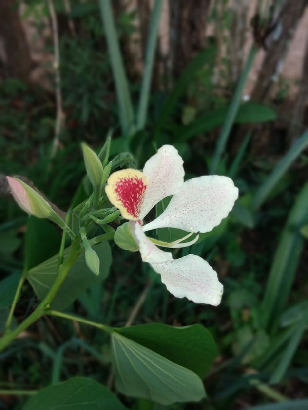flores